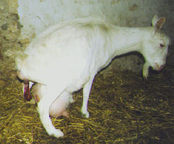 chevre1.jpg (20846 bytes)