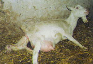 chevre3.jpg (27048 bytes)