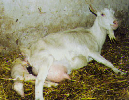 chevre5.jpg (29049 bytes)