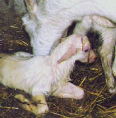 chevre6.jpg (25902 bytes)