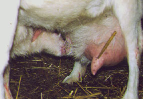 chevre7.jpg (22856 bytes)