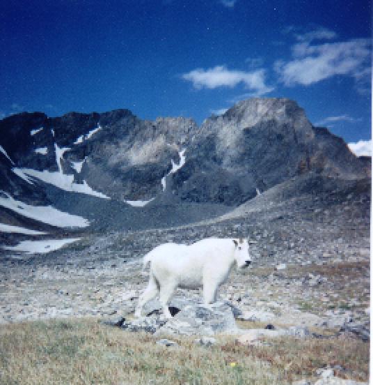 goat.jpg (50581 bytes)